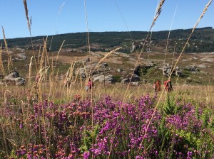 C'est beau mais ça pique !